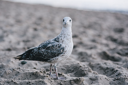 White seagull on the beach thumbnail