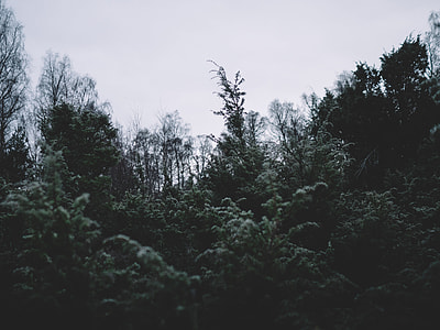 filtered low-angle photography of green trees thumbnail