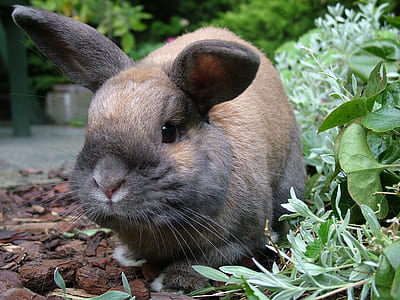 brown rabbit near the grass thumbnail
