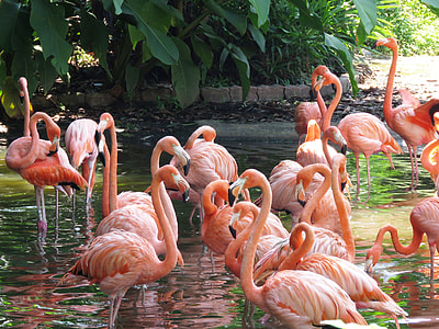 flock of pink Flamingos on body of water during daytime thumbnail
