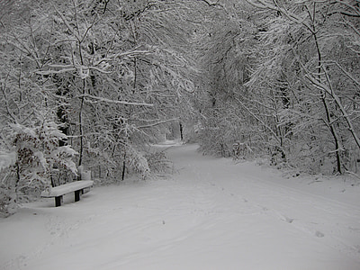 trees covering snow during daytime thumbnail