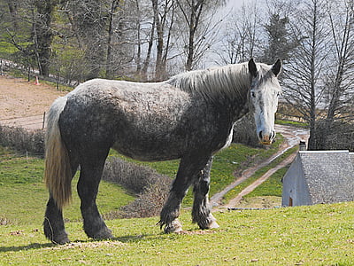 brown horse surrounded trees thumbnail