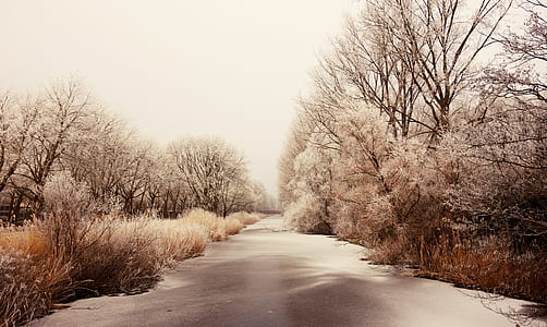brown and white trees under clear sky thumbnail