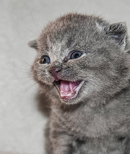 gray kitten thumbnail