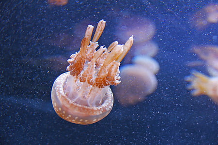 macro photography of jellyfish thumbnail
