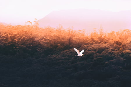 white bird flying on air overlooking trees and mountain at daytime thumbnail