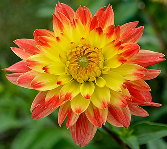 red and yellow dahlia flower closeup photography thumbnail