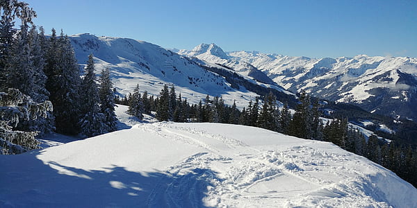 trees on snow-capped mountain during daytime thumbnail
