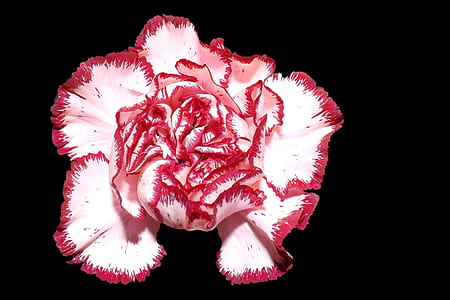 white and red petaled flower illustration thumbnail