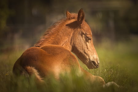 lying brown horse graphic wallpaper thumbnail