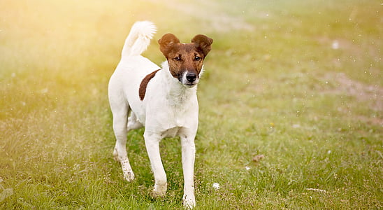 closeup photo of tan and white dog on grass field thumbnail