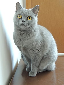 short-coated silver cat thumbnail