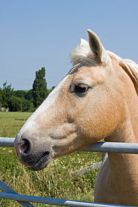 brown horse resting head on fence thumbnail