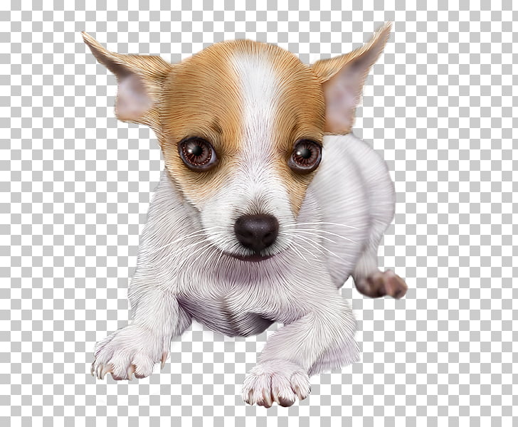 Chihuahua Puppy Dog Breed Toy Fox Terrier Tenterfield Terrier