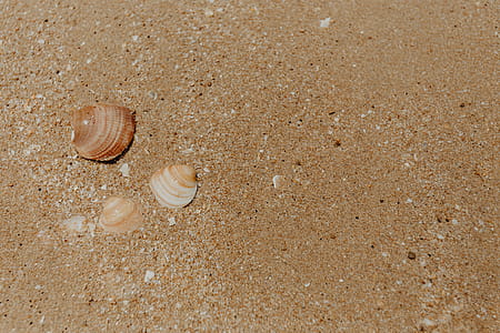 Sand beach background with sea shells & pebbles - many round small stones thumbnail
