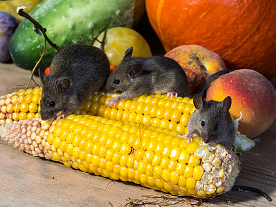 rats eating corns thumbnail
