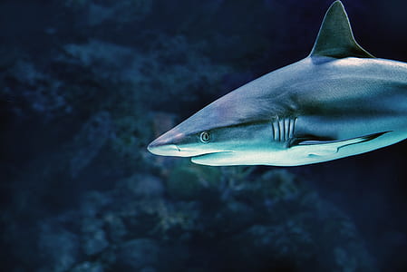 great white shark thumbnail