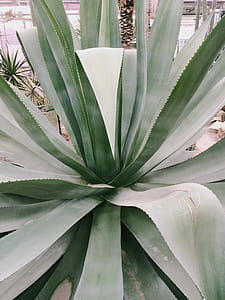Photo of Linear Leaf Plant thumbnail