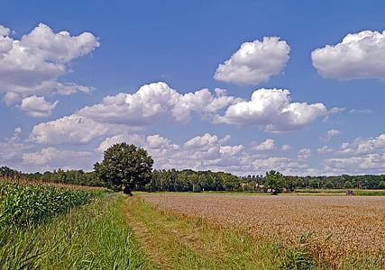 landscape photography of green trees and grasses under blue sky thumbnail