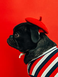 black pug puppy wearing red beret and white-and-red striped shirt with red background thumbnail