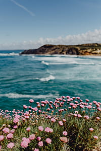 Cluster of Pink Flowers Growing at the Ocean's Edge, Portugal thumbnail