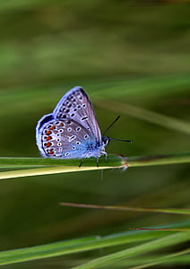 closeup photography of common blue butterfly perching on green leaf thumbnail