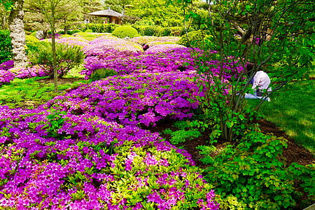 purple and green leaf garden at daytime thumbnail