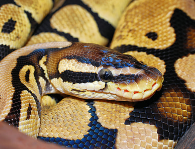 close up photo of a Burmese Python thumbnail