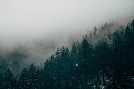 brown trees surrounded by mist thumbnail