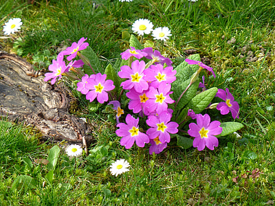 Primroses, Early Bloomer thumbnail