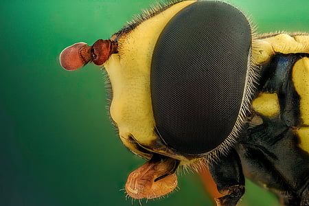 macro photography of yellow and black bee thumbnail