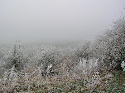 gray leafed plant with fogs thumbnail