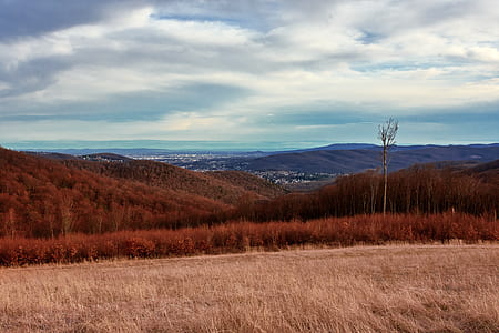 landscape photography of wheat fields thumbnail