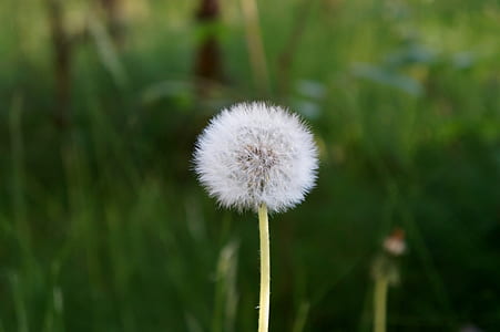 nature, grass, plant, blur thumbnail