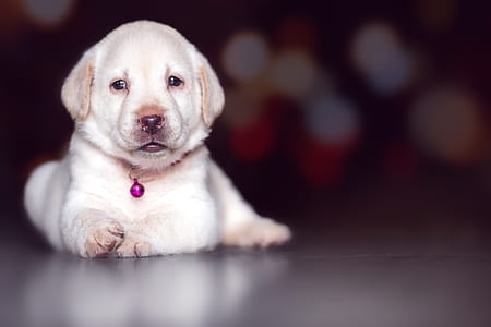yellow Labrador retriever puppy lying on the field photography thumbnail
