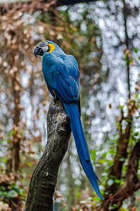 shallow focus photography of blue and gold macaw thumbnail