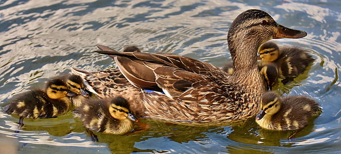 brown and black duck and six ducklings thumbnail