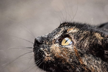 selective focus photography of tortoiseshell cat thumbnail