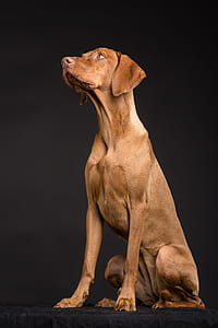 short-coated brown dog thumbnail