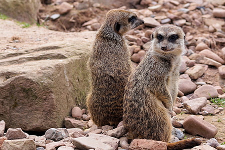 shallow focus photography of meerkats thumbnail