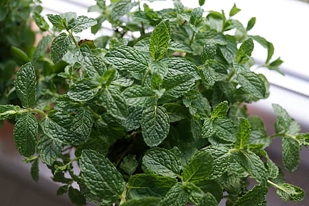 green leaves thumbnail