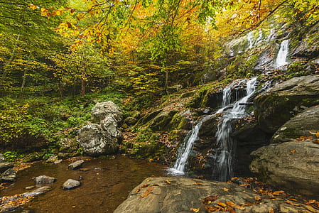 green leaf trees near water stream thumbnail