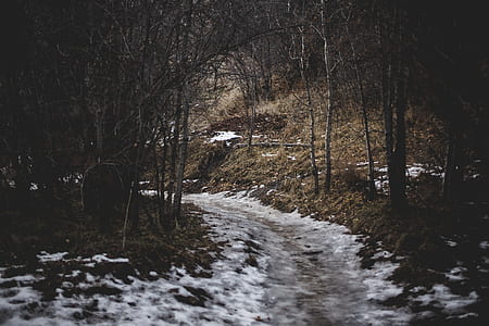 walkway covered with snow between forest trees thumbnail