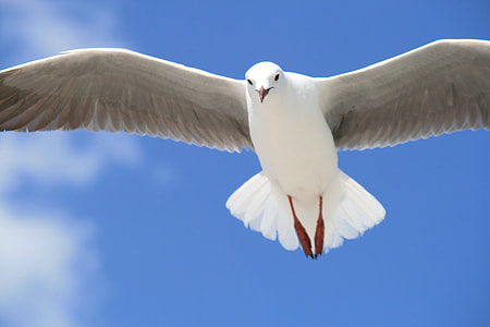 white pigeon flying under blue sky during daytime thumbnail