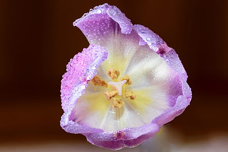 light, art, purple, garden thumbnail