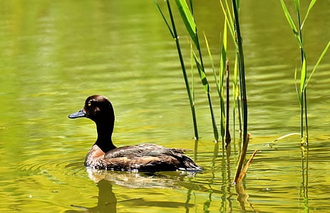 brown duck on body of water thumbnail