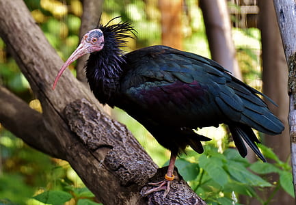 black bird perched on tree thumbnail