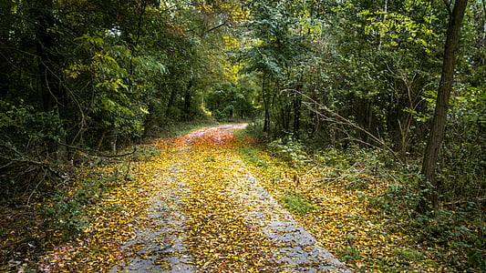 grey concrete road between green leaf plants thumbnail