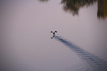 bird on body of water during daytime thumbnail