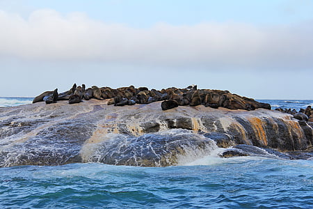 group of brown seals on rock on water at daytime thumbnail